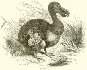 Dodo av English School