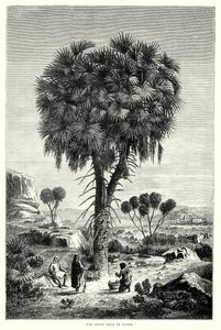 Doum-palmen i Nubia (gravering) av English School