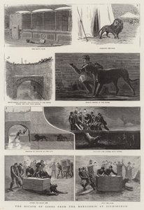 The Escape of Lions from the Menagerie i Birmingham (gravering) av English School