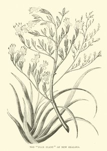 The Flax Plant of New Zealand av English School