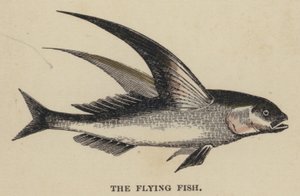 The Flying Fish (farget gravering) av English School