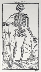The Fore Part of the Bones, plate fra The Historie of Man utgitt av John Banister (1540-1610), 1578 av English School
