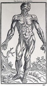 The Forepart of the Muscles, plate fra 