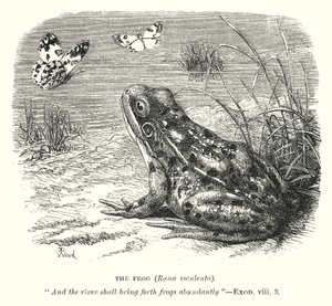 Frosken (Rona Esculenta) (gravering) av English School
