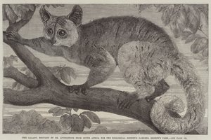 Galagoen, brakt av Dr. Livingstone fra Sør-Afrika til Zoological Society#39;s Gardens, Regent#39;s Park (gravering) av English School