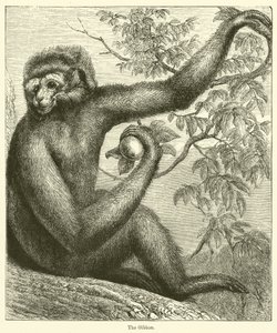 The Gibbon (gravering) av English School