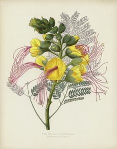 The Gillies Poinciana, Poinciana Gilliesii av English School