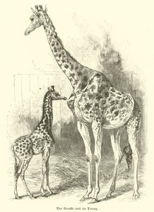 Giraffen og dens unge av English School