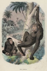 Gorillaen (farget gravering) av English School