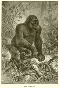 Gorillaen av English School