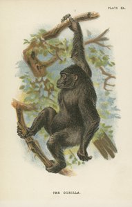 Gorillaen av English School