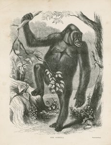 The Gorilla, frontispice for Explorations and Adventures in Ekvatorial-Afrika av Paul B du Chaillu