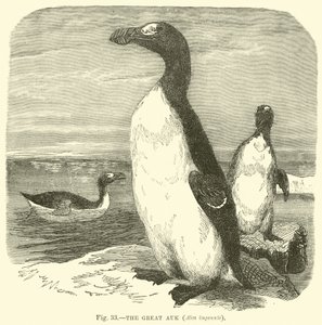 Alken, Alca impennis av English School