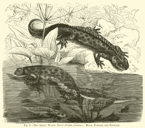 The Great Warty Newt (Triton cristatus), hann, hunn og rumpetroll av English School