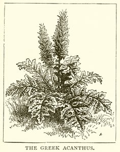 Den greske Acanthus av English School