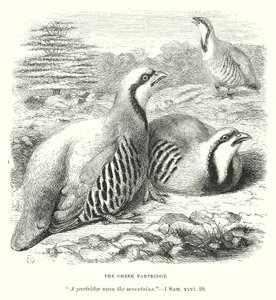 Den greske rapphønsen (gravering) av English School