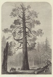 "Grizzly Giant" fra Mariposa, California (gravering) av English School
