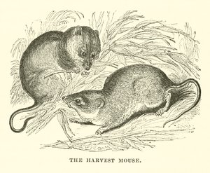 The Harvest Mouse (gravering) av English School