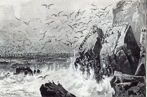 The Haunt of the Gulls, fra 