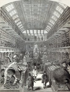 Hunterian Museum, ved Royal College of Surgeons, fra 