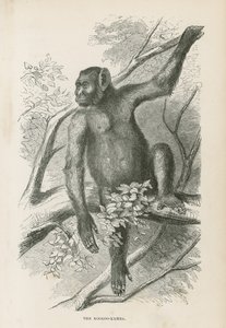 Kooloo-Kambaen