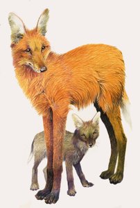 Maned Wolf, funnet i Sør-Amerika av English School