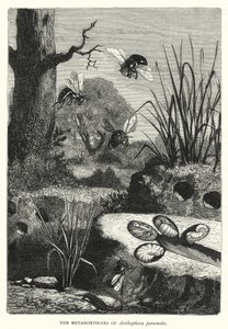 Metamorfosene til Anthophora personata (gravering) av English School