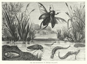 Metamorfosene til Dytiscus marginalis (gravering) av English School