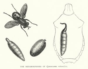 Metamorfosene til Gymnosoma rotundata (gravering) av English School