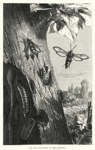 Metamorfosene til Sesia apiformis (gravering) av English School