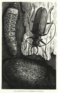 Metamorfosen til Acanthophorus serraticornis (gravering) av English School