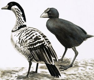 Ne-Ne eller hawaiisk gås og takahe-fugl av English School