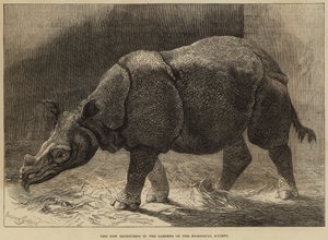 Det nye neshornet i hagene til Zoologisk forening (gravering) av English School