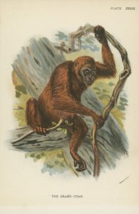 Orang-Utan av English School