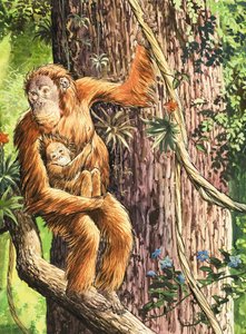 Orang-utangen av English School