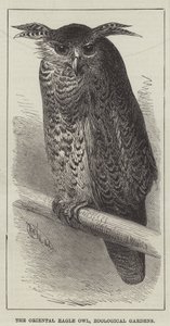 The Oriental Eagle Owl, Zoological Gardens (gravering) av English School