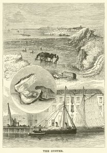 Østersen (gravering) av English School