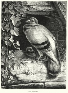 The Pigeons (gravering) av English School