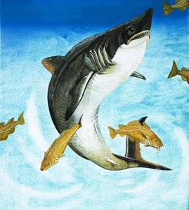Porbeagle, en type hai av English School
