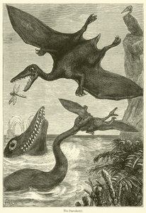 Pterodactylen (gravering) av English School