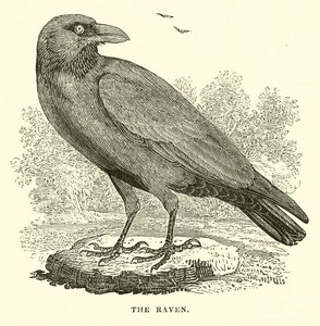 The Raven (gravering) av English School