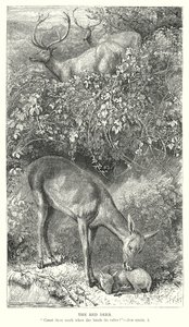 Rødhjorten (gravering) av English School