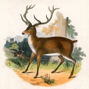 Rødhjorten av English School