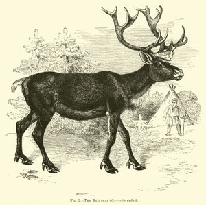 Reinsdyret, Cervus tarandus av English School