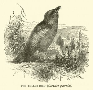 Rullefuglen, Coracias garrula av English School