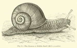 Den romerske eller spiselige sneglen (Helix pomatia) av English School