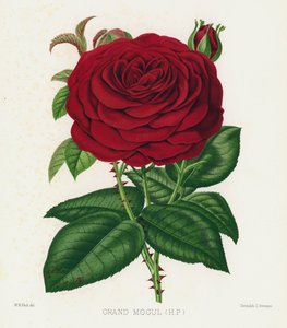 Rosehagen: Grand Mogul, HP av English School