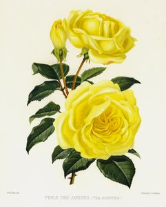 Rosehagen: Perle Des Jardins, teduftende av English School