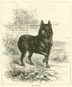 The Schipperke (gravering) av English School