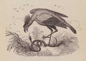 The Secretary Bird (gravering) av English School